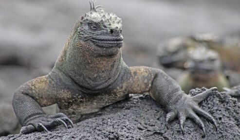 Havleguanen er én af krybdyrarterne på Galapagos.