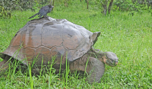 På Galapagos lever mange arter af både fugle, skildpadder, græsser og træer.