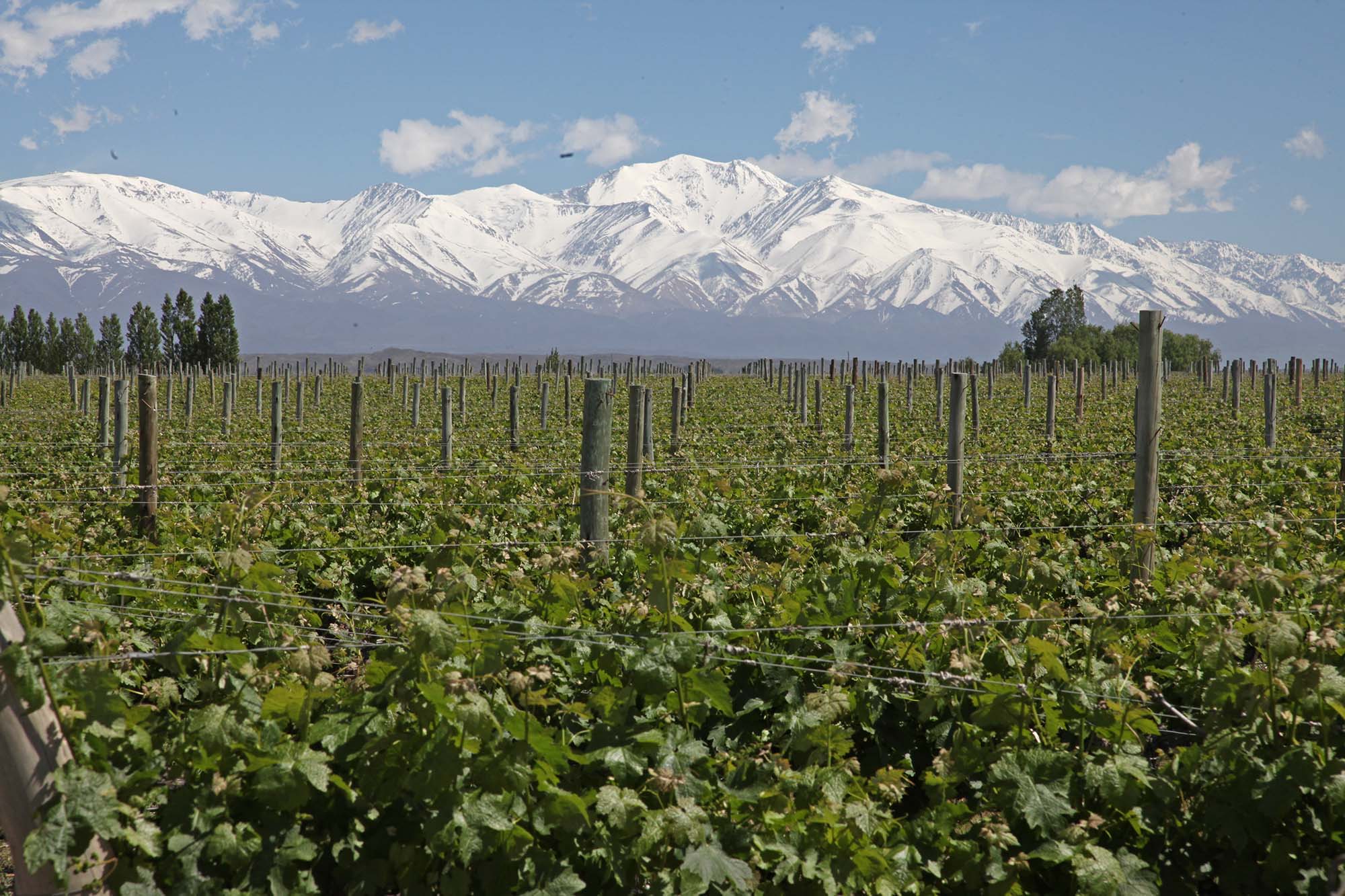 Vinmarkerne i Valle de Uco har Andesbjergene som baggrund.