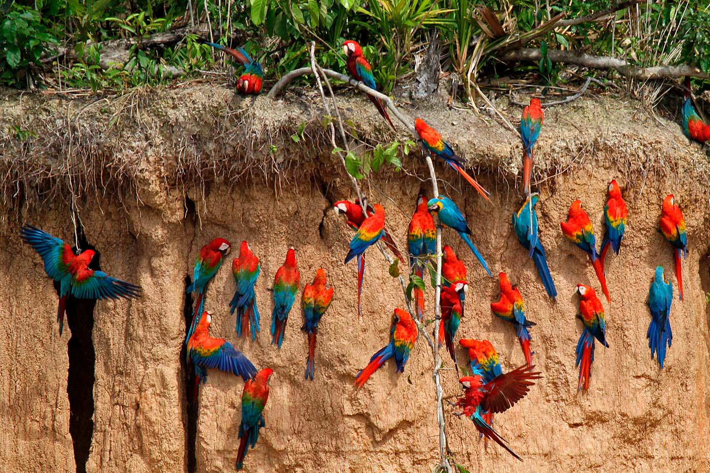 Peru Amazonas papegøjer skrænt De store arapapegøjer kommer til skrænten for at spise mineralholdigt ler.