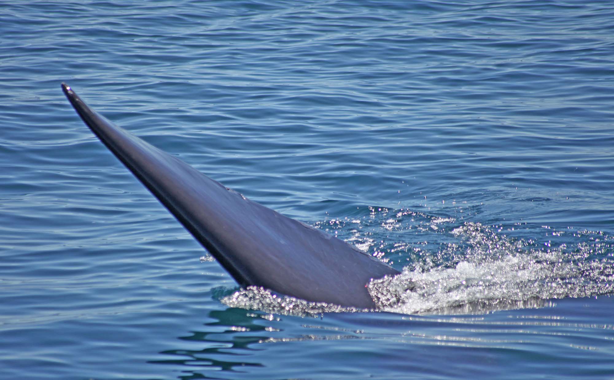Argentina Patagonien Valdes hval 03 Hval i vandet.