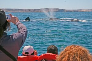 Hvalerne opleves fra både, der ligger stille tæt på hvalerne.
