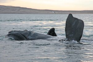 Tæt på den sydlige rethval ved Valdéshalvøen.