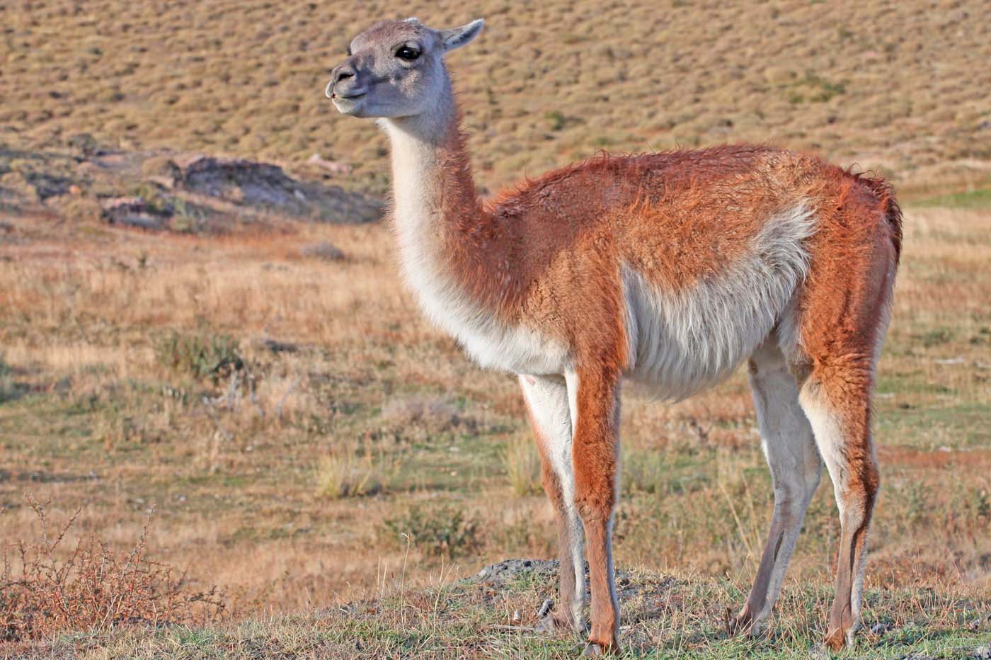 Chile Andesbjergene Torres del Paine Guanaco I Torres del Paine lever et stort antal guanacoer.