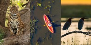 Lodgen Roncón del Socorro er det bedste udgangspunkt for at opleve dyrelivet i vådområdet Esteros del Iberá.