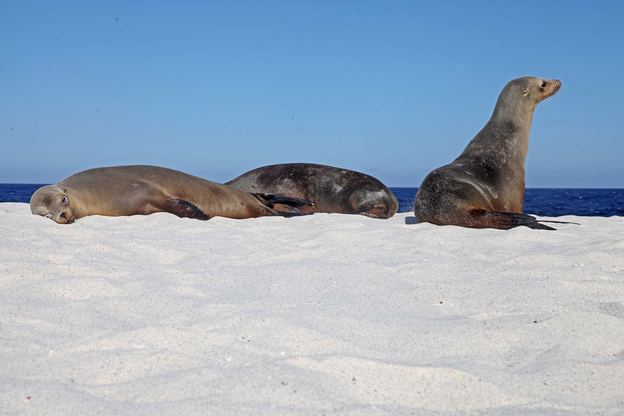 Søløver på øen Mosquera.