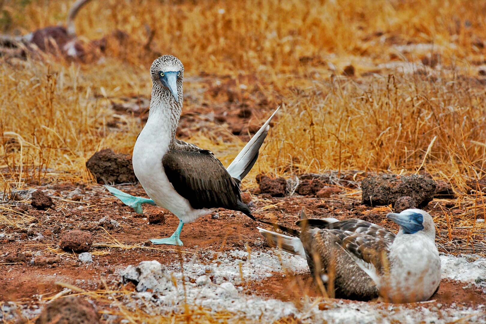 Blåfodet sule danser.