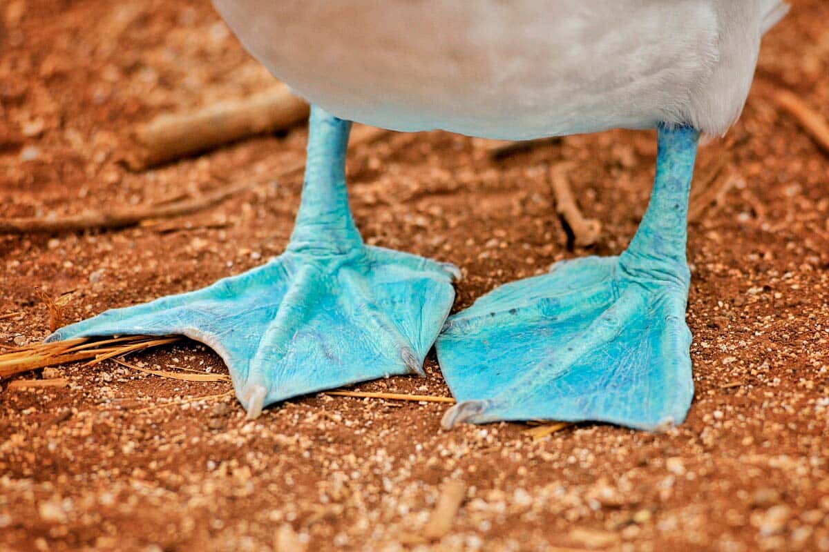 Ecuador Galapagos blåfodet sules fødder Blåfodet sules fødder.