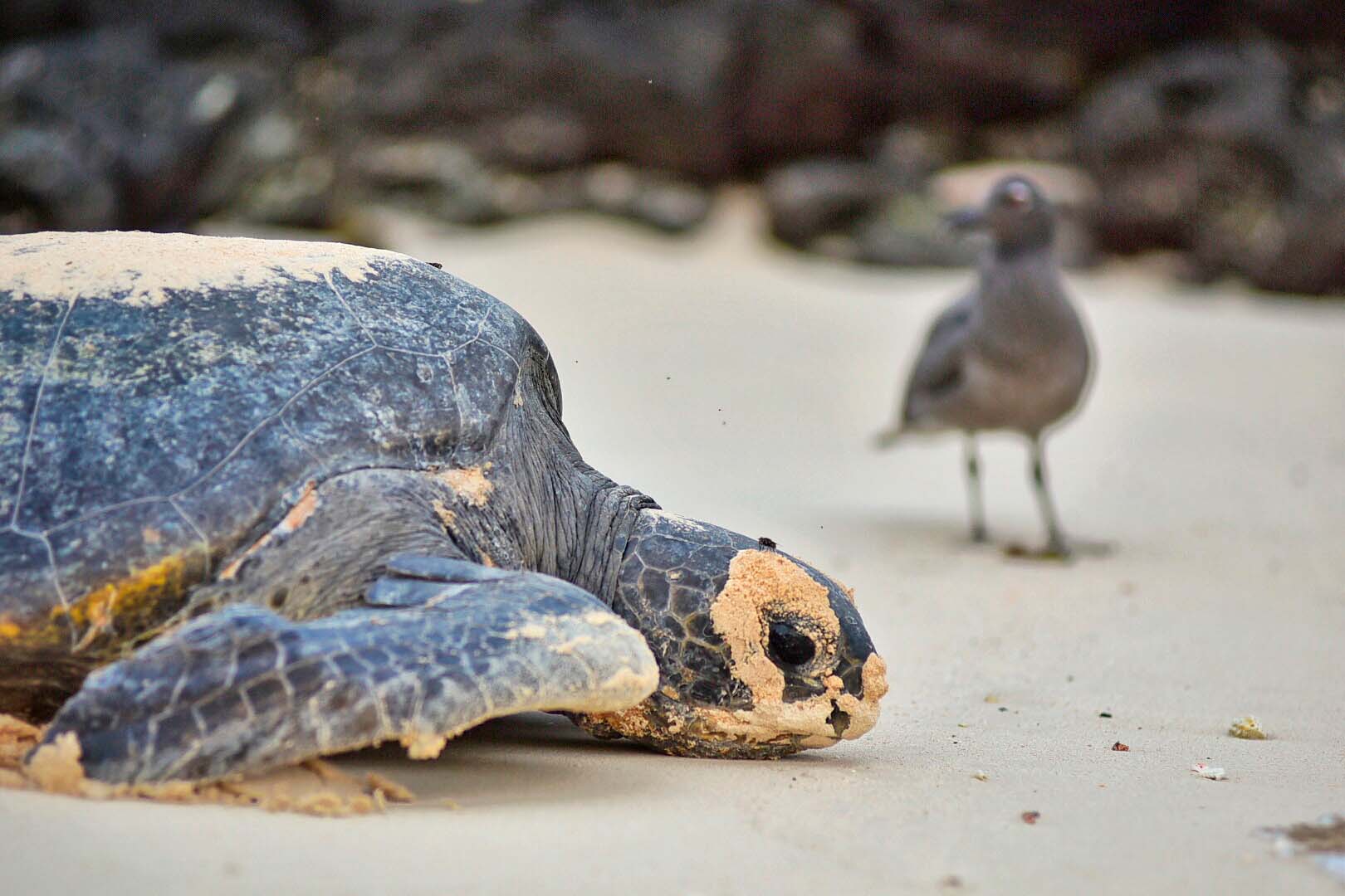 Havskildpadde og fugl i sand.