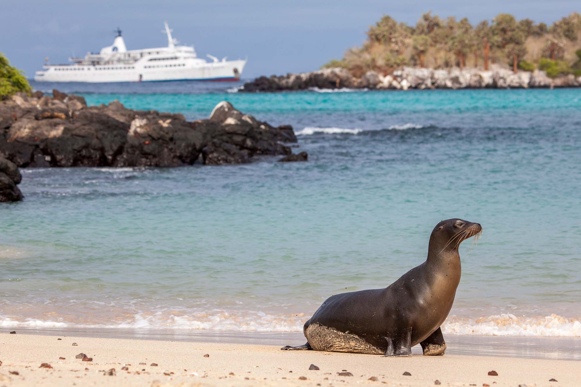 Søløve og krydstogtsskib.
