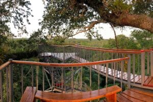 Gangbro der giver mulighed for at opleve junglens canopy. Her ved Sacha Lodge.