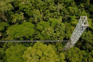 Tårn og gangbro der giver mulighed for at opleve junglens canopy. Her ved Sacha Lodge.