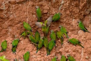 Parakitter på en skrænt med mineralholdigt ler.