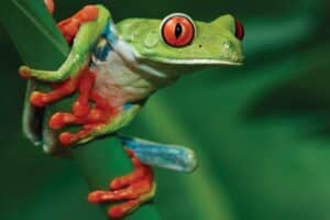 Tæt på dyrelivet i Costa Rica.