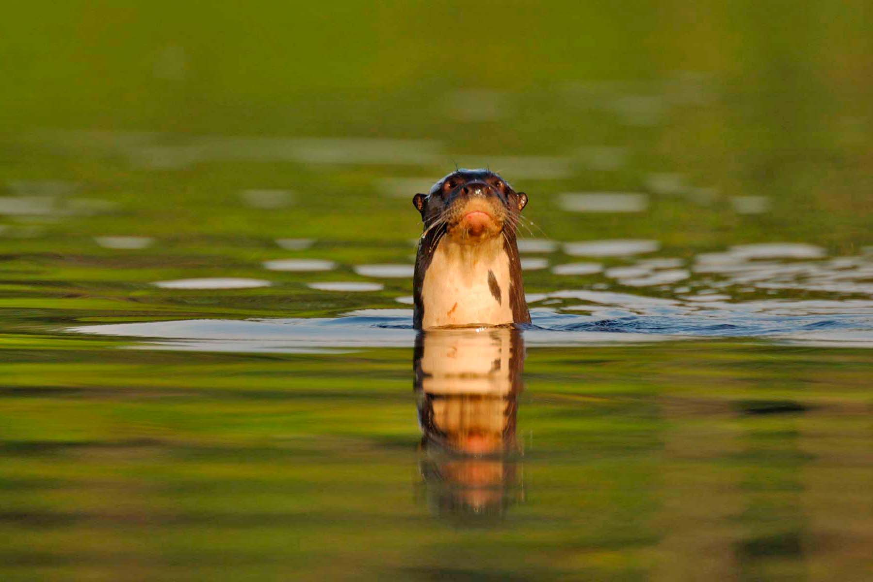 Kæmpeodder er blot ét af de mange dyr I kan være heldige at se.